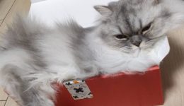 3781