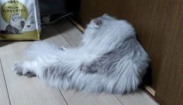 36270