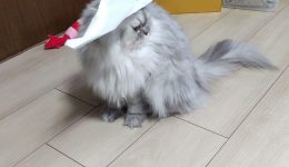 42716