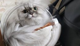 36804